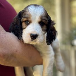 Gonzo - Liver and white male English Springer Spaniel puppy in Tupalo, Mississippi from Butterfield Trail Farm