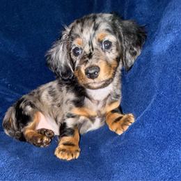 Titan - Dapple male Dachshund puppy in Kennebec, South Dakota from Lila's Dachshunds