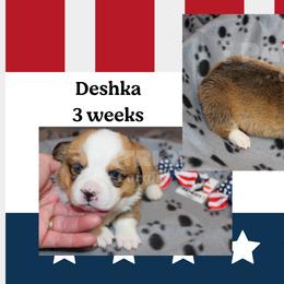 Deshka - Red and white female American Corgi puppy in Sedro Woolley, Washington from Patriot Corgis