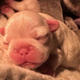 French Bulldog Puppies from Lilac City Frenchies