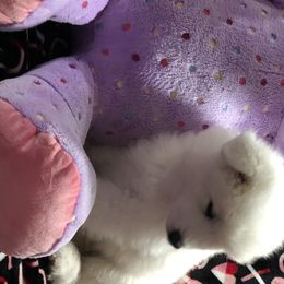 Samoyed Puppies from Cascade Samoyeds