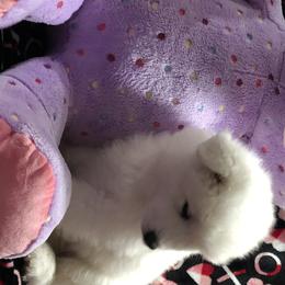Samoyed Puppies from Cascade Samoyeds