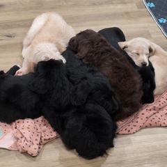 Double Doodle Puppies from Rock Creek Doodles