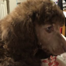 Poodles from Arlene’Standard Poodles