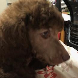 Poodles from Arlene’Standard Poodles