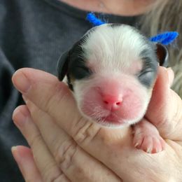 Russ - Tri-color male Cavalier King Charles Spaniel puppy in Waterloo, Iowa from Muddy Paws Cavaliers