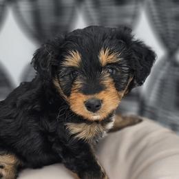 Rex (Mr. Purple) - Black phantom male Aussiedoodle puppy in Georgetown, Texas from Mc Doodles of Texas LLC