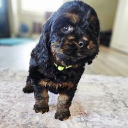 Morgan - Black and tan male Cockapoo puppy in Indiahoma, Oklahoma from Phamily Doodles