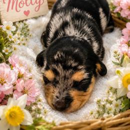 Dapple - Black and tan female Dachshund puppy in Lakeland, Florida from Berry Dachshunds