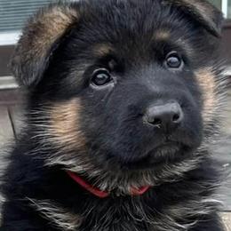 German Shepherd Puppies from Aus Gerstbrei German Shepherds