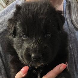 Green Collar - Black female German Shepherd puppy in Orrick, Missouri from Schultz's Premium German Shepherds