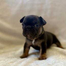 Blossom - Black and tan female French Bulldog puppy in Greeley, Colorado from Mandy Moon French Bulldogs