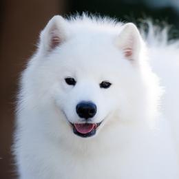 Rita - Samoyed