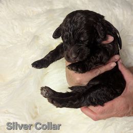 Silver Collar - Chocolate male Assorted Doodle Crosses puppy in Elma, New York from Newfiedoodles of WNY