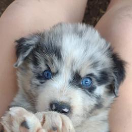 Australian Shepherd Puppies from Southern Boy Blues Aussies
