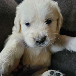 Boy 7 - Light golden Golden Retriever puppy in Stevens Point, Wisconsin from Doodles at Dewey Acres