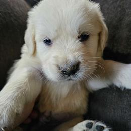 Boy 7 - Light golden Golden Retriever puppy in Stevens Point, Wisconsin from Doodles at Dewey Acres