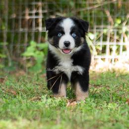 Australian Shepherd, Miniature Australian Shepherd, and Toy Australian Shepherd Puppies from Indigo River Toy & Mini Aussies