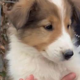 Ethan - male Scottish Collie puppy in Newcastle, Wyoming from Wykota 7K Scottish Collies
