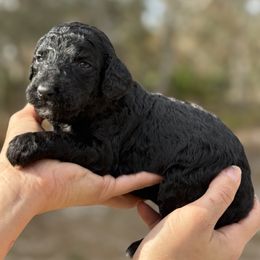 Luna - Silver female Poodle puppy in Spring Hills, Florida from The Olympus Standard Poodle