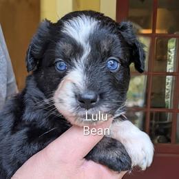 Girl 1 - female Australian Shepherd puppy in Acworth, Georgia from Aussomely Yours, Australian Shepherds
