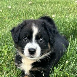 Australian Shepherds from Hali's Aussies