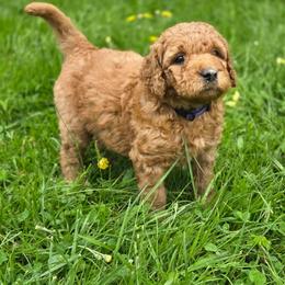 Charlotte - Red female Labradoodle puppy in Clinton, Ohio from P&L Doodles