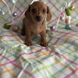 Dachshund Puppies from Breakfast Club Dachshunds