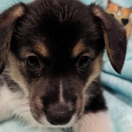 Girl 4 - Pembroke Welsh Corgi puppy in Virginia Beach, Virginia from Virginia Beach Corgis