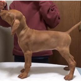 Girl 1 - Golden rust female Vizsla puppy in Bellingham, Washington from Mountain View Vizslas