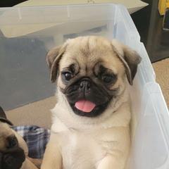 Cocky - Pug puppy from Peak Bullies and Pugs SC