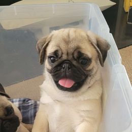 Cocky - Pug puppy from Peak Bullies and Pugs SC
