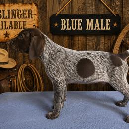 Blue Male aka Waytt - Liver roan male German Shorthaired Pointer puppy in Cabot, Arkansas from Cedar Hills GSP Kennels