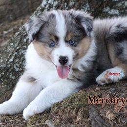 Miniature American Shepherd Puppies from Rocking J Miniature American Shepherds
