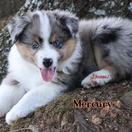 Miniature American Shepherd Puppies from Rocking J Miniature American Shepherds