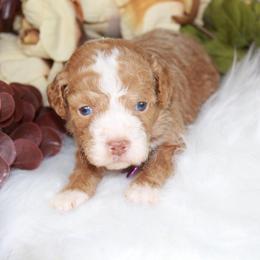 Purple Girl - Red female Aussiedoodle puppy in Belgreen, Alabama from Scott’s Farm Poodles and Doodles