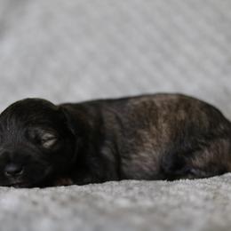 Casteel - Salt and pepper male Miniature Schnauzer puppy in Tremonton, Utah from Rocky Mountain Schnauzer