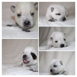 Australian Cattle Dog Puppies from Kanku