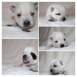 Australian Cattle Dog Puppies from Kanku