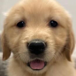 Golden Retrievers from Sultan’s Goldens