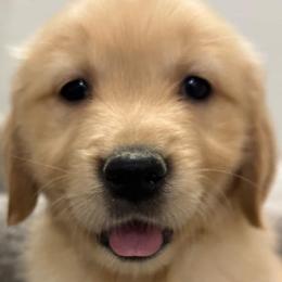 Golden Retrievers from Sultan’s Goldens