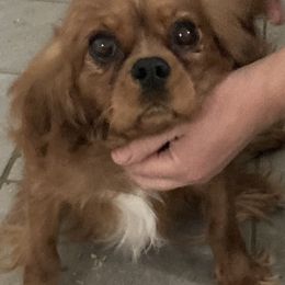 Cavalier King Charles Spaniels from Dorcas Hooks