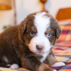 Star - female Australian Mountain Doodle puppy in Lafayette, Missouri from Brick House Farm Doodles
