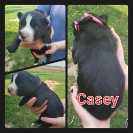 Siberian Husky Puppies from Haase Family Kennels