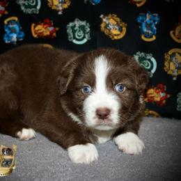 Fireball - Red & white male Miniature Australian Shepherd puppy in El Dorado Springs, Missouri from HP Aussie Kennels