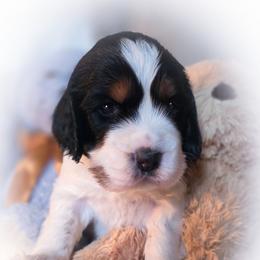 Girl 5 'Molly' - Black white and tan female English Springer Spaniel puppy in Silverdale, Washington from TimberVale Springers