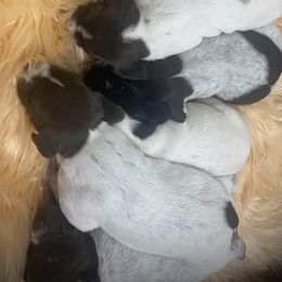 Male 4 - Liver and white male German Shorthaired Pointer puppy in Hardeman County, Tennessee from Howell Farm GSP