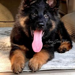 German Shepherd Puppies from Tabor Springs GSD