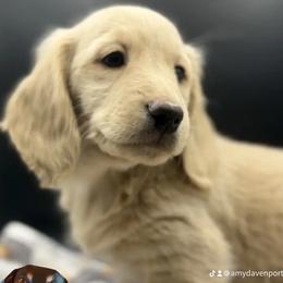 Dachshund Puppies from Davinner's Doxies