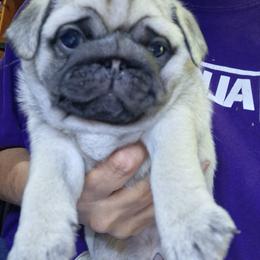 Ruby's Girl - Fawn female Pug puppy in Gadsden, Alabama from Carla's Pugs